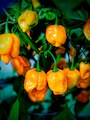 Semena Trinidad Scorpion Moruga Yellow, zralé lesklé, žluté papriky na keři, pěstováno ve foliovníku v roce 2016
