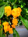 Semena Trinidad Scorpion Moruga Yellow