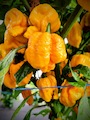 Semena Trinidad Scorpion Moruga Yellow