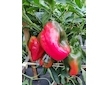 Sladká paprika Bajka
