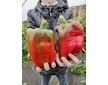 Sladká paprika Meika