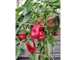 Sladká paprika Meika