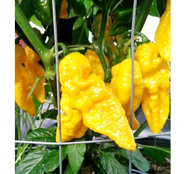 Bhut Jolokia Yellow
