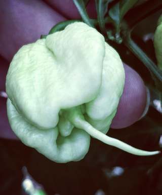 Carolina Reaper White