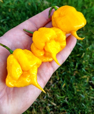 Carolina Reaper Yellow