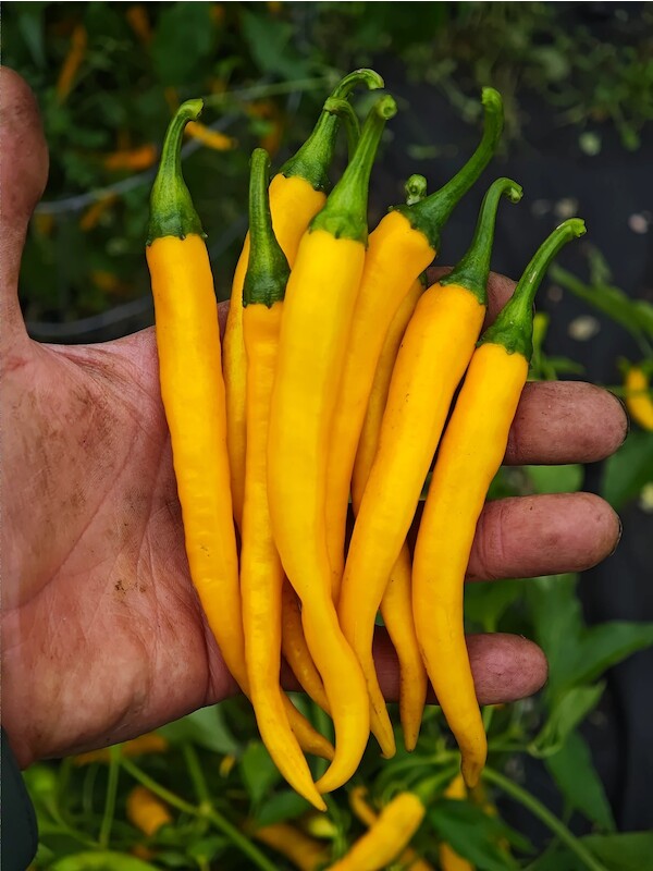 Cayenne Yellow