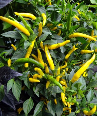 Cayenne Yellow