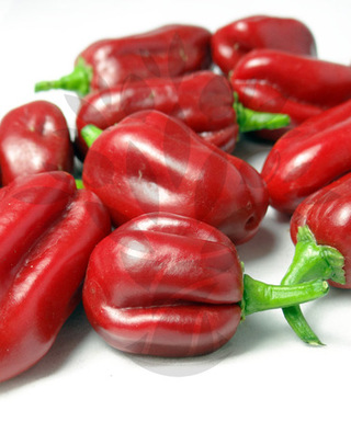 Čerstvé papričky Habanero Red