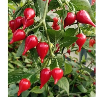 Chupetinho Alaranjado