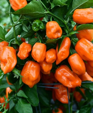 Habanero Orange