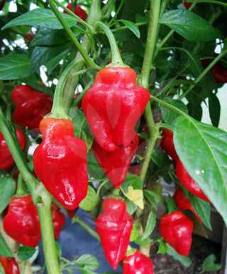 Habanero Tasmanian