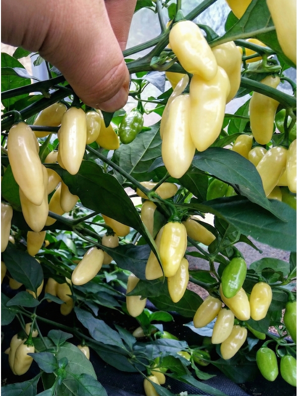 Semena Habanero White Long, zralé i nezralé papričky na rostlině s rukou