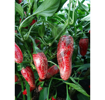 Jalapeno Maylon