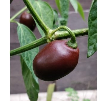 Mini Rocoto Brown