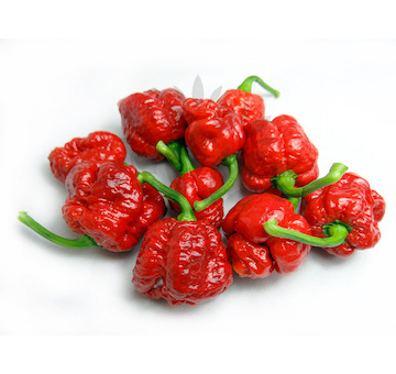 Nejpálivější chilli na světě