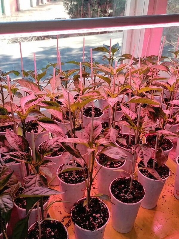 Sazenice Golden Nugget předpěstovaná pod LED osvětlením