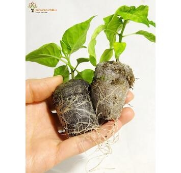 Rašelinové tablety Jiffy