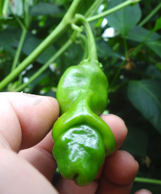 Red Peter Penis Pepper