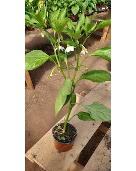 Sazenice Banana Sweet