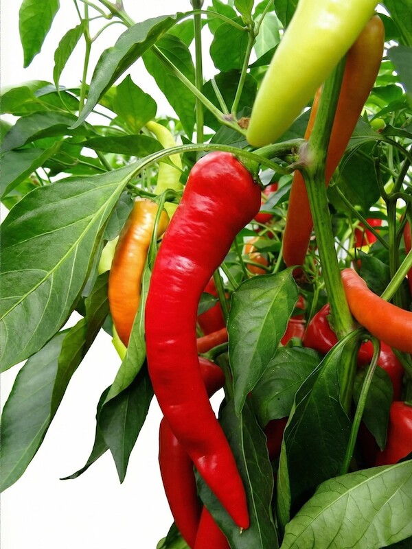 Sazenice Banana Sweet