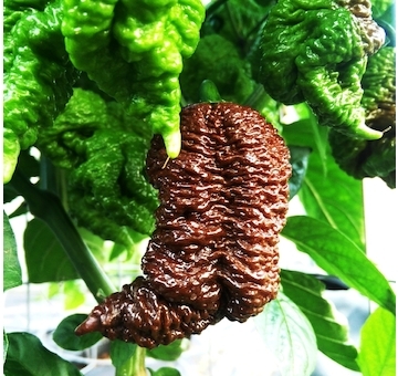 Sazenice Big Black Mama