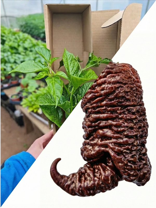 Sazenice Big Black Mama