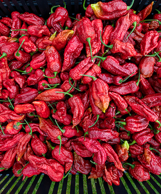 Sazenice Brown Bhutlah