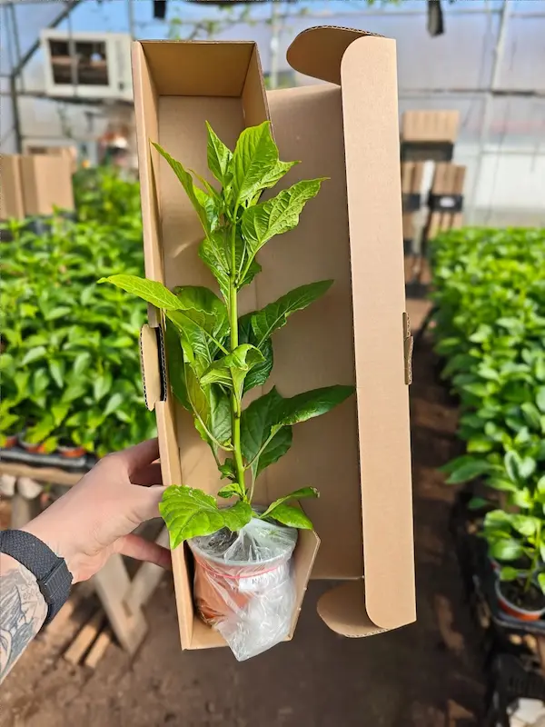 Sazenice Carolina Reaper Original