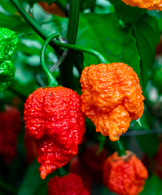 Sazenice Carolina Reaper Original