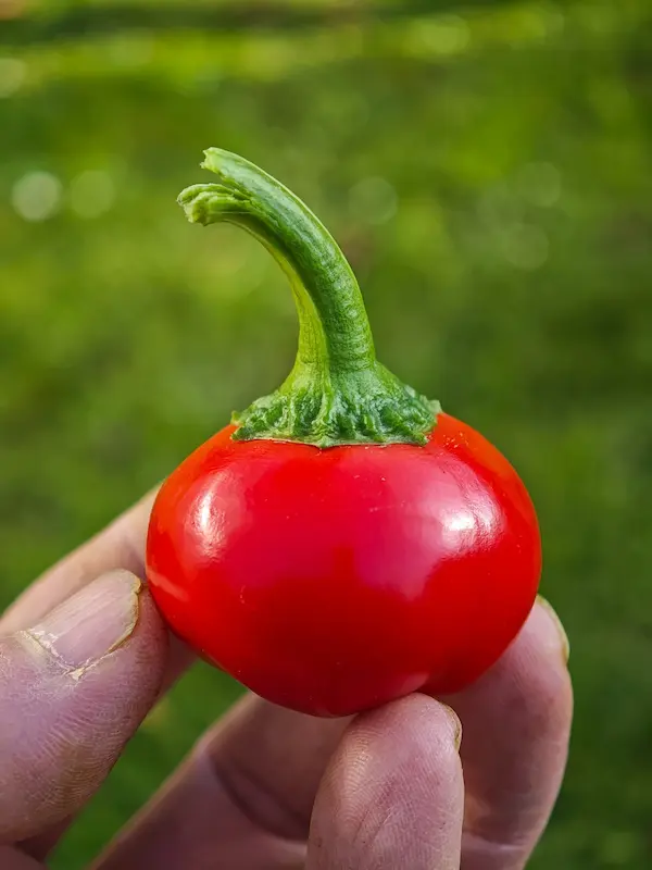 Sazenice chilli Cherry Bomb, zralá paprika v ruce detail