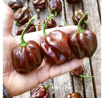 Sazenice Habanero Chocolate