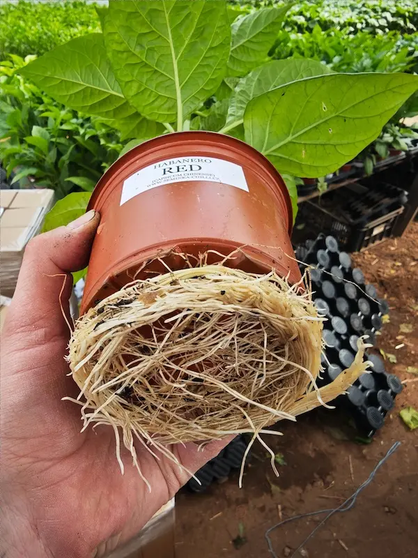 Sazenice Habanero Red