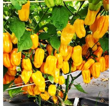 Sazenice Habanero Yellow