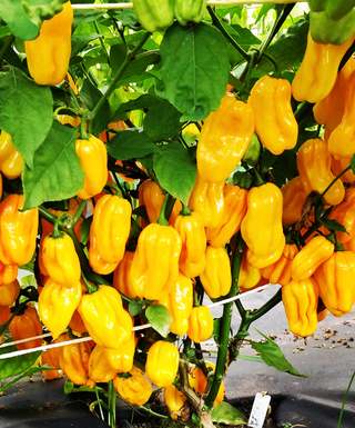 Sazenice Habanero Yellow