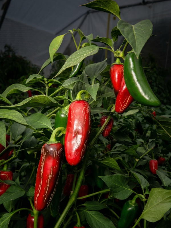Sazenice Jalapeno Mammoth