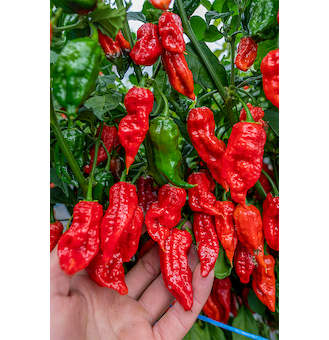 Sazenice Naga Morich