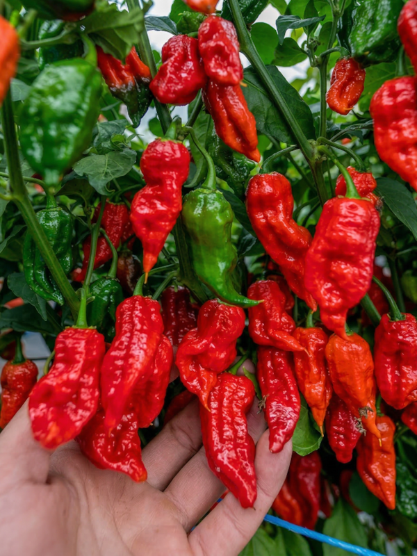Sazenice Naga Morich