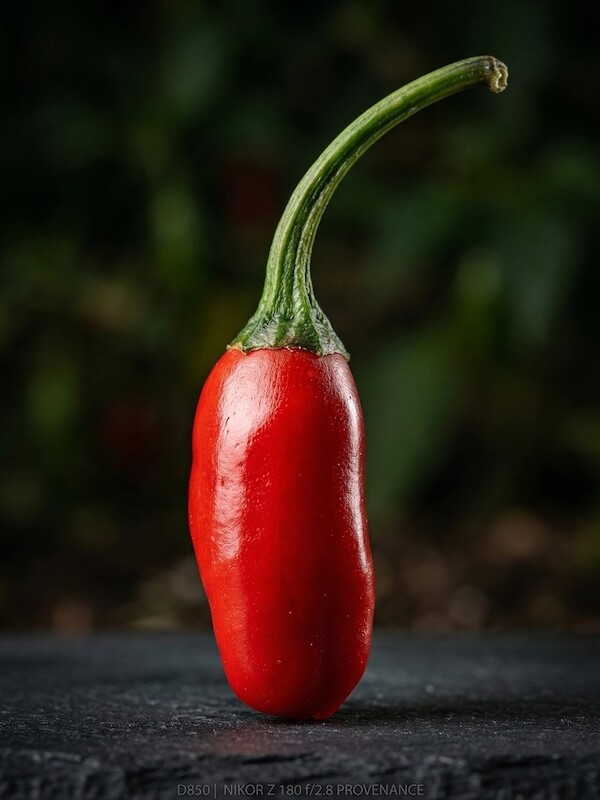 Sazenice Purple Tiger