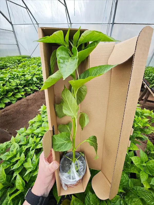 Sazenice Red Peter Penis Pepper