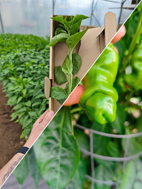 Sazenice Red Peter Penis Pepper