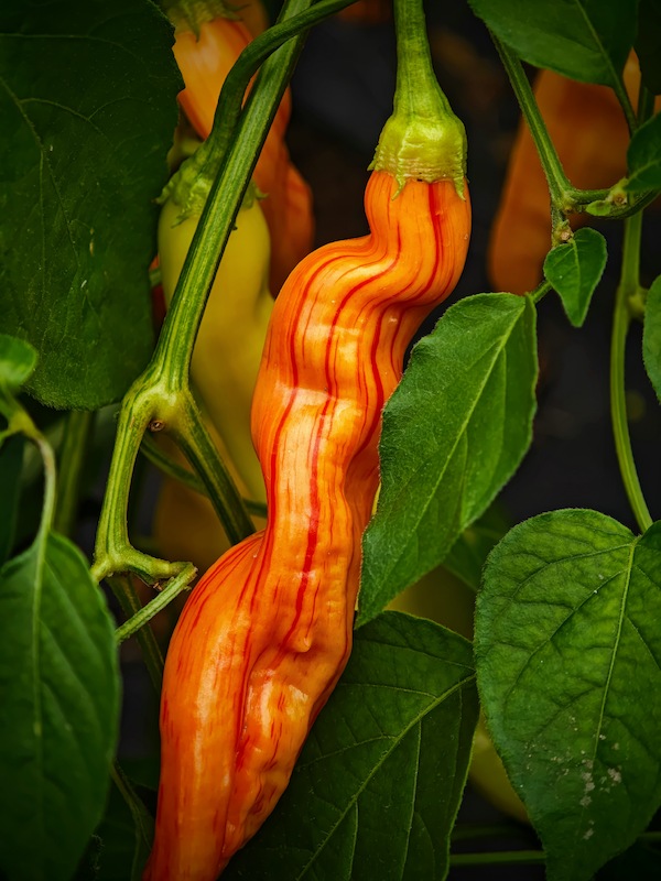 Sazenice Sugar Rush Stripey