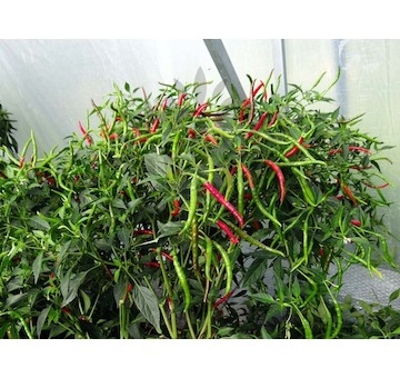 Sazenice Thai Bangkok Upright