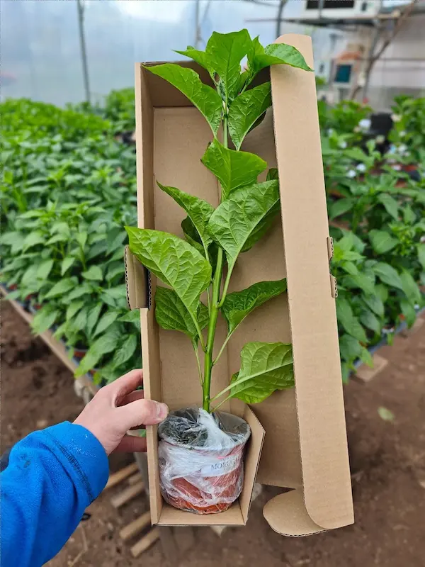 Sazenice Trinidad Scorpion Moruga