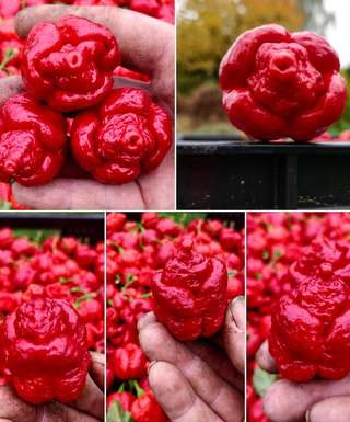 Sazenice Trinidad Scorpion Moruga