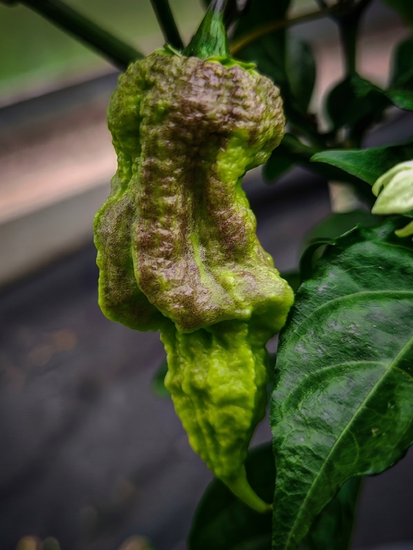 Semena 7 Pot Chernobyl Disaster