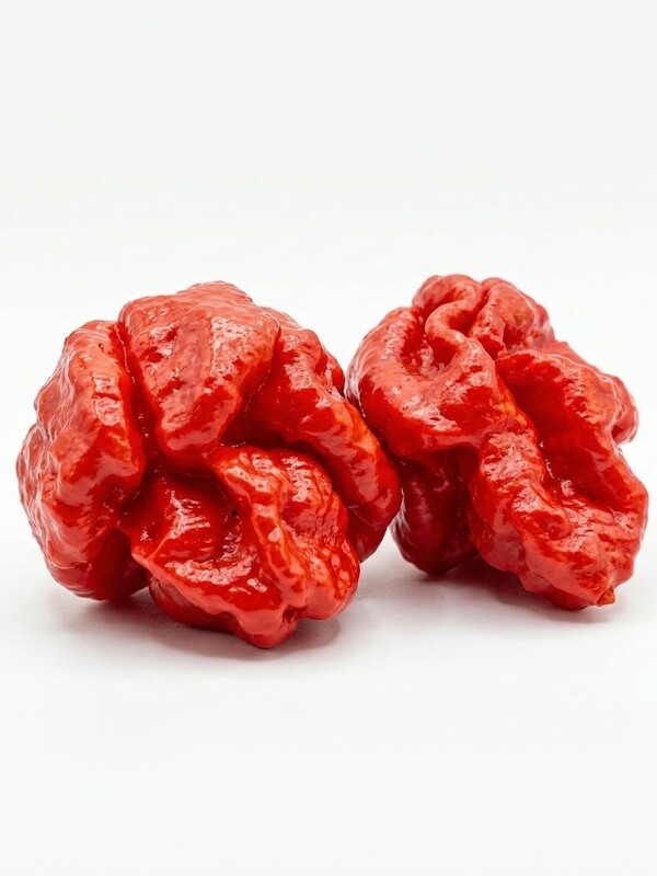 Semena Armageddon, dvě zralé červené papriky v bílém prostředí