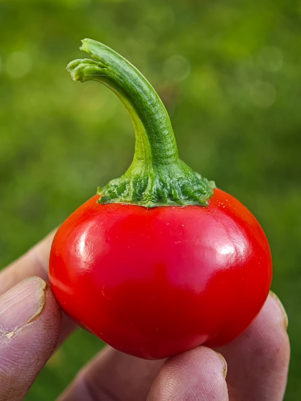 Semena Cherry Bomb, zralá paprika v ruce