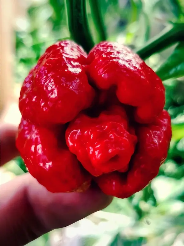 Semena Dragons Breath, červená paprika Dragons Breath před utržením, pěstovaná izolovaně ve skleníku v Nové Pace