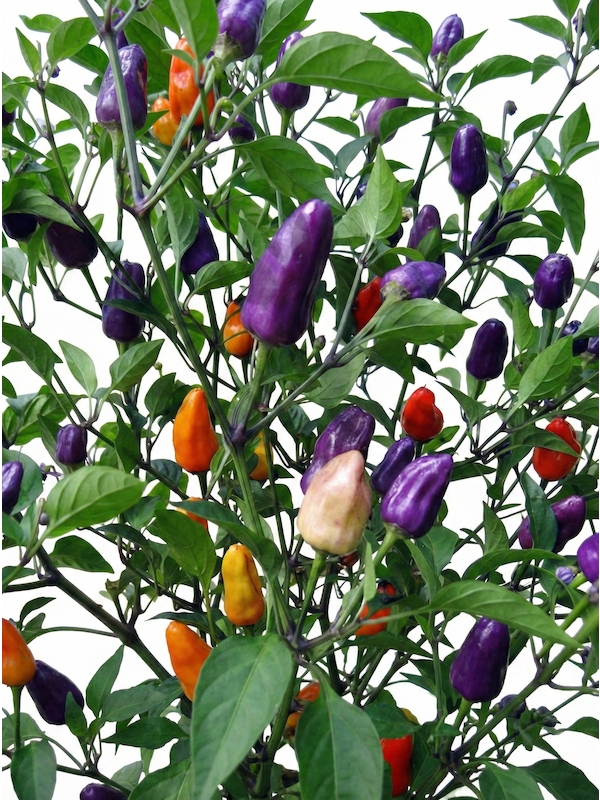 Semena Chinese Multi-Color