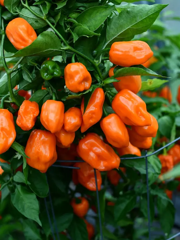 Semena Habanero Orange